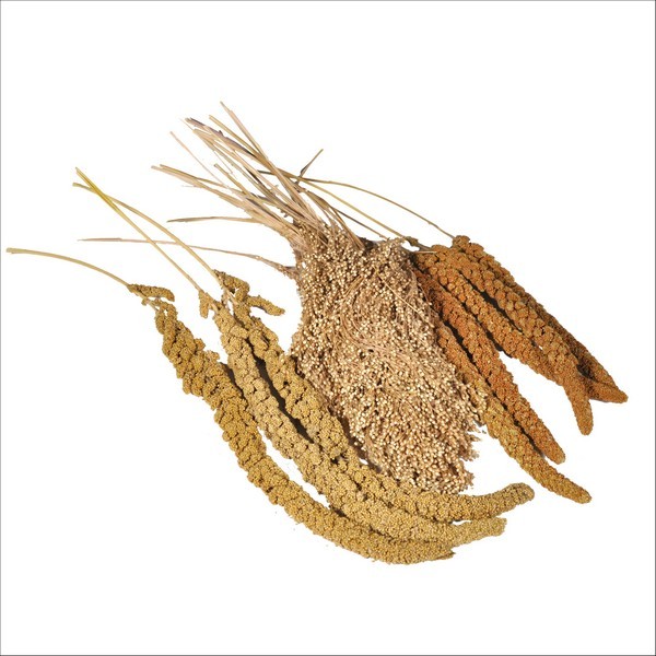 Millet Français En Grappes Tricolore Pour Oiseaux Vadigran