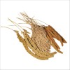 Millet Français En Grappes Tricolore Pour Oiseaux Vadigran