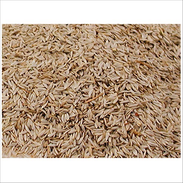 Semences De Laitue Pour Oiseaux Tarins & Chardonnerets Vadigran